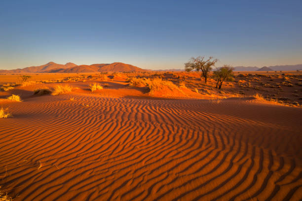 istock Late afternoon sun on sand dunes 1014286762