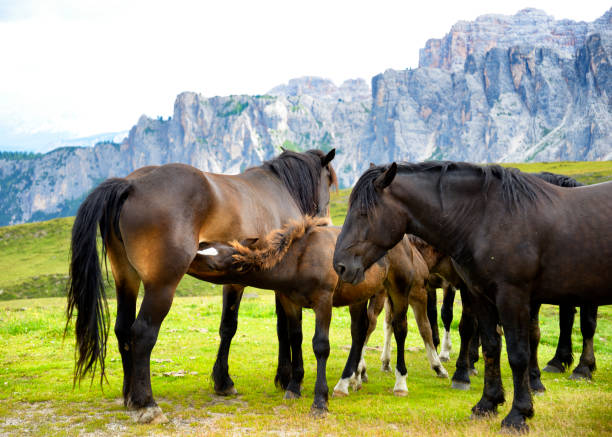 istock Group of horses on Dolomites Mountain Alps 1014290390