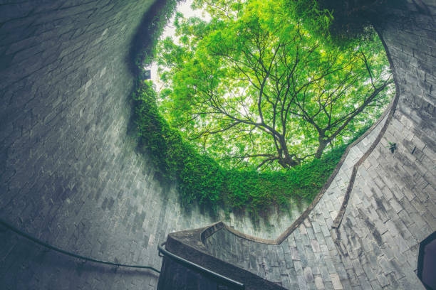 istock A staircase that blends with trees and nature. 1014291358