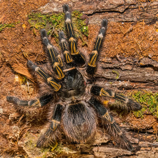 istock Tarantula living inside of a Terrarium 1014291368
