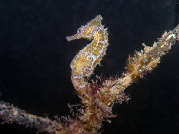 istock White's Seahorse Hippocampus whitei, White's Seepferdchen 1014291412