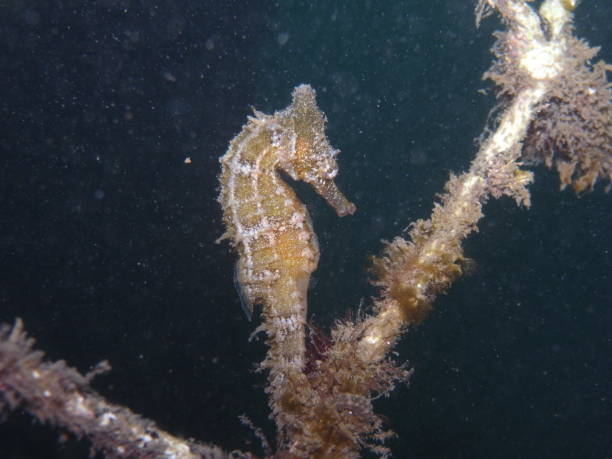 istock White's Seahorse Hippocampus whitei, White's Seepferdchen 1014291500