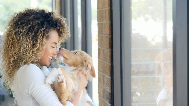 istock Playful dog licks his owner's nose 1014291686
