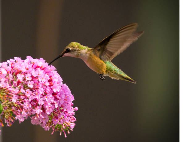 istock Hummingbirds on flowers 1014298636