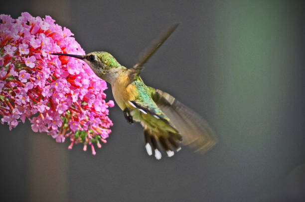 istock Hummingbird feeding from flower 1014298942