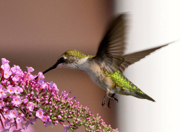 istock Hummingbird feeding from flower 1014302788