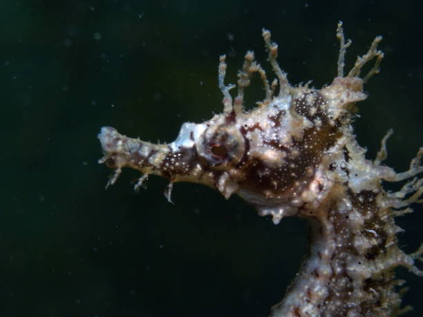 istock White's Seahorse-hippocampi whitei 1014303422
