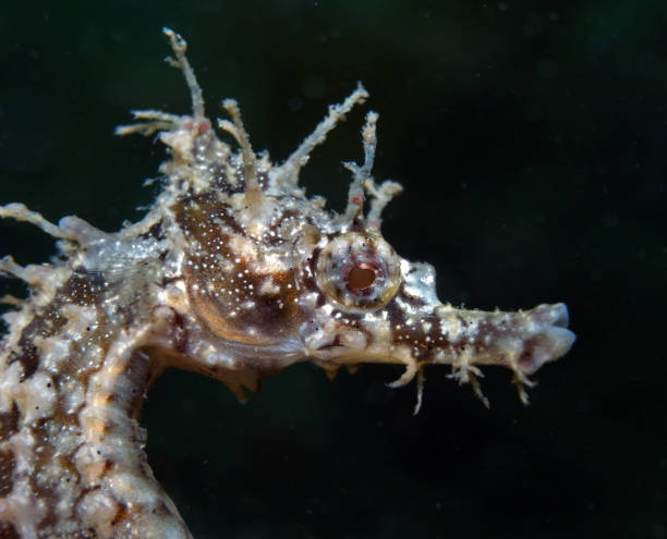 istock White's Seahorse-hippocampi whitei 1014305584