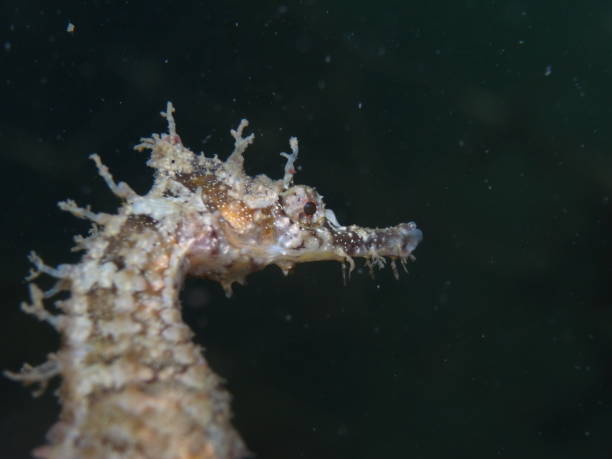 istock White's Seahorse-hippocampi whitei 1014305610