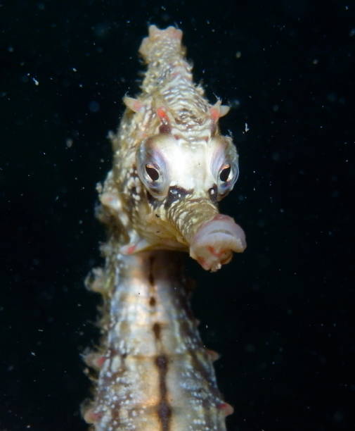 istock White's Seahorse-hippocampi whitei 1014305652