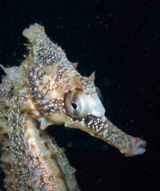 istock White's Seahorse-hippocampi whitei 1014305668