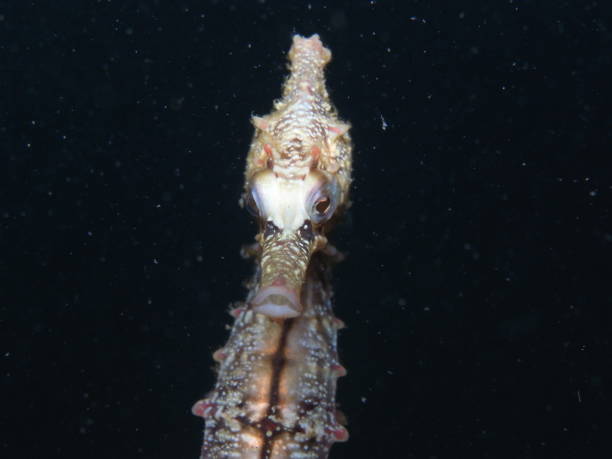 istock White's Seahorse-hippocampi whitei 1014307738