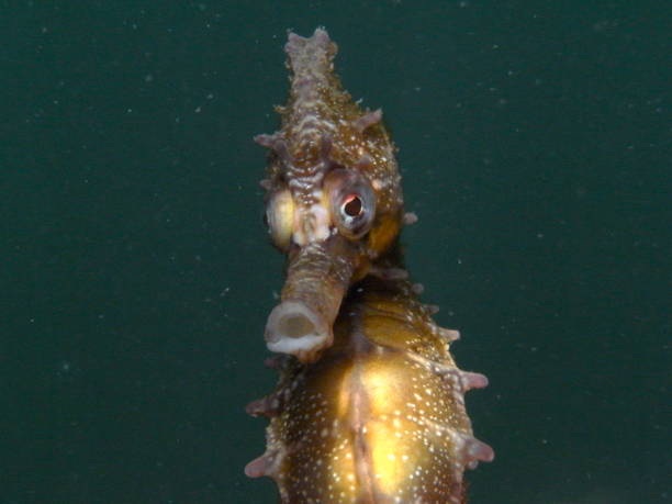 White's Seahorse-hippocampi whitei stock photo