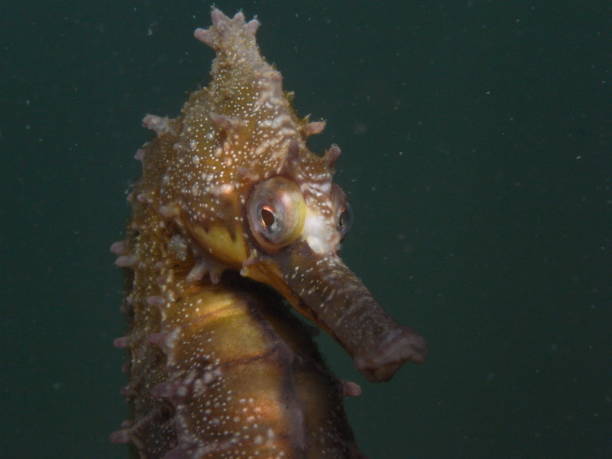 istock White's Seahorse-hippocampi whitei 1014307984