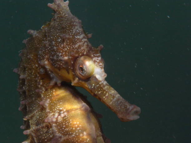 istock White's Seahorse-hippocampi whitei 1014308172
