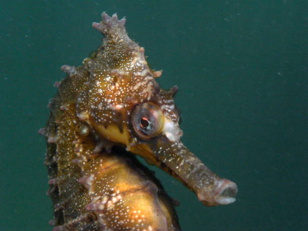 istock White's Seahorse-hippocampi whitei 1014308220