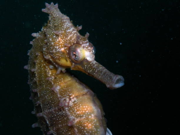 istock White's Seahorse-hippocampi whitei 1014308456