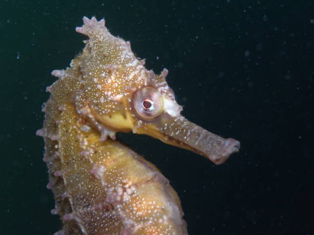 istock White's Seahorse-hippocampi whitei 1014308458