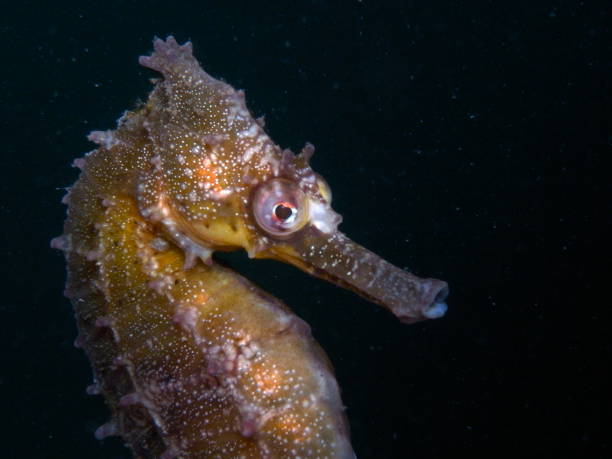 istock White's Seahorse-hippocampi whitei 1014308492