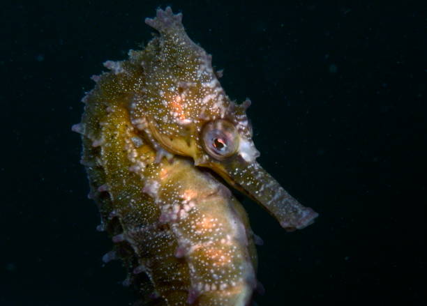 istock White's Seahorse-hippocampi whitei 1014308500