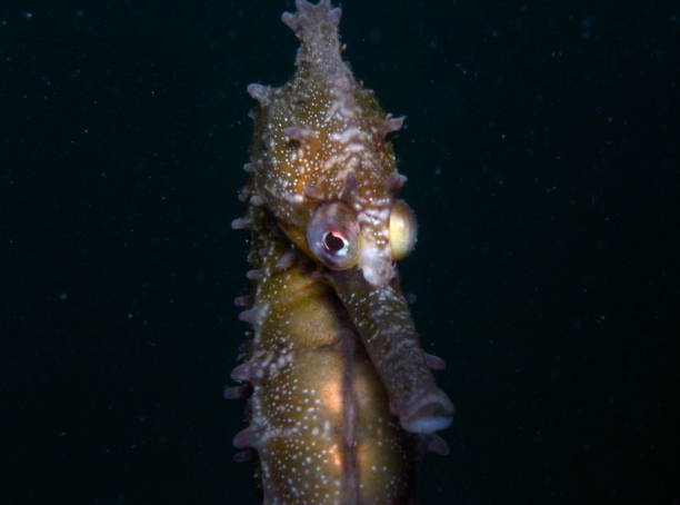 istock White's Seahorse-hippocampi whitei 1014308512