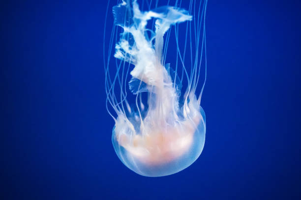 istock A jellyfish swimming in motion 1014309056
