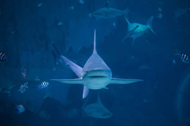 A silvertip shark swimming toward camera