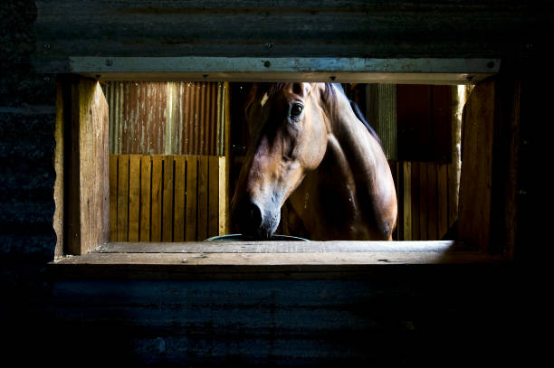 Horse framed in opening. stock photo