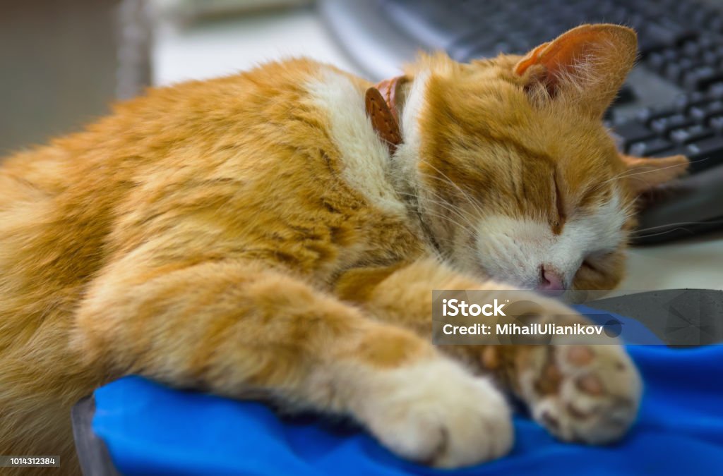 cat sleeping on the mouse pad near the keyboard Mouse Pad Stock Photo