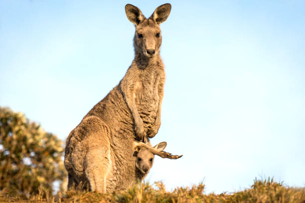 Kangaroo with joey. stock photo