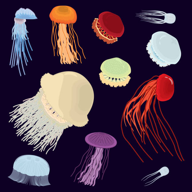 ilustrações, clipart, desenhos animados e ícones de conjunto de ícones coloridos de água-viva. conjunto de ilustrações de medusas. vector. - box jellyfish