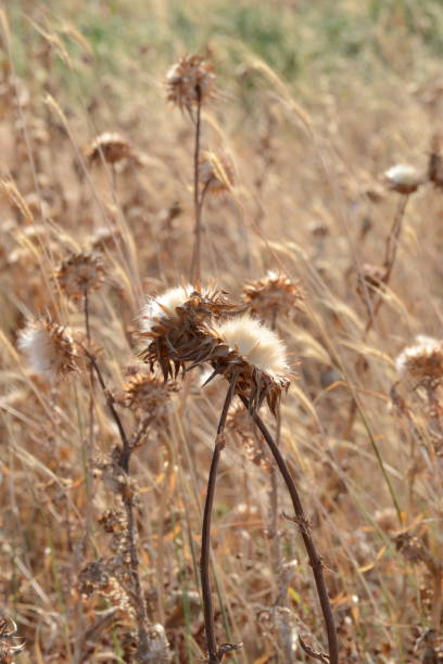 istock Dry Thistle in the Summer 1014322416