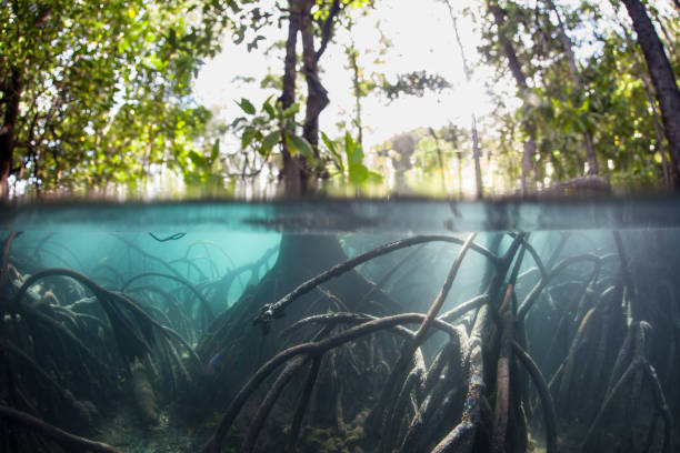 istock Mangrove Forest in Tropical Pacific 1014323104