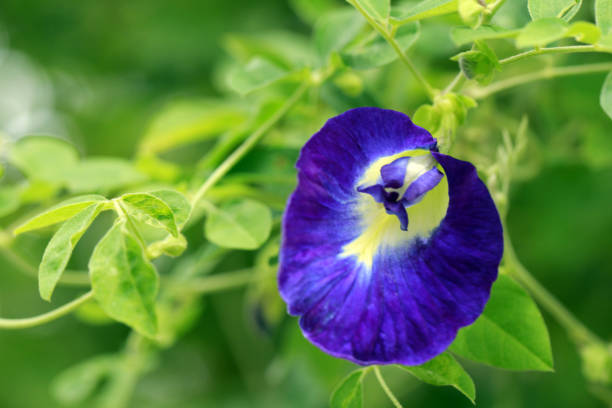 istock butterfly pea in nature 1014326928