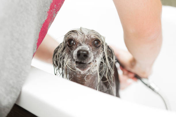 istock Dog groomer bathing Chinese crested dog 1014326982