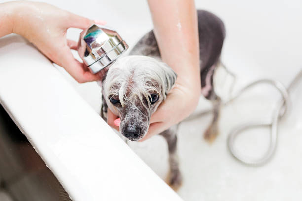 istock Bathing Chinese crested dog in bathtub 1014327038