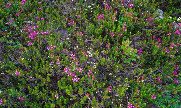 north cascades pink wildflower - north cascades national park mountain flower wildflower imagens e fotografias de stock