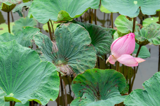 istock Pink lotus flower in pond 1014333352