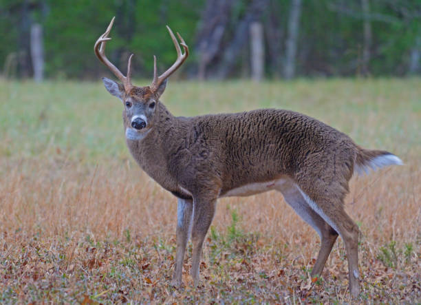 istock White Tailed Deer male poses for the camera. 1014334136