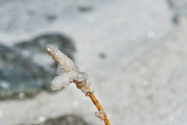 gałąź z skrystalizowanym solą na urmia salt lake. iran - lake urmia zdjęcia i obrazy z banku zdjęć