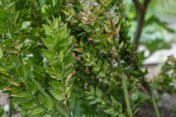 istock Butcher's-broom, Ruscus aculeatus, close up view 1014344930