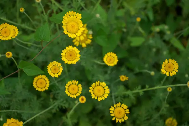 Yellow daisy flower with green stem, summer mood in garden
