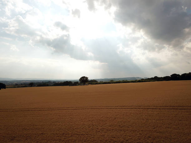 istock Tractor tracks in growing farm crops with sunbeam 1014346600