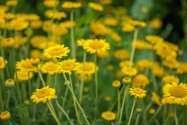 Yellow daisy flower with green stem, summer mood in garden