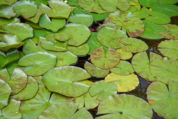istock Lily pads on the water surface of a pond 1014346756