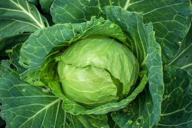 istock organic cabbage salad head, brassica olearaceae 1014346816
