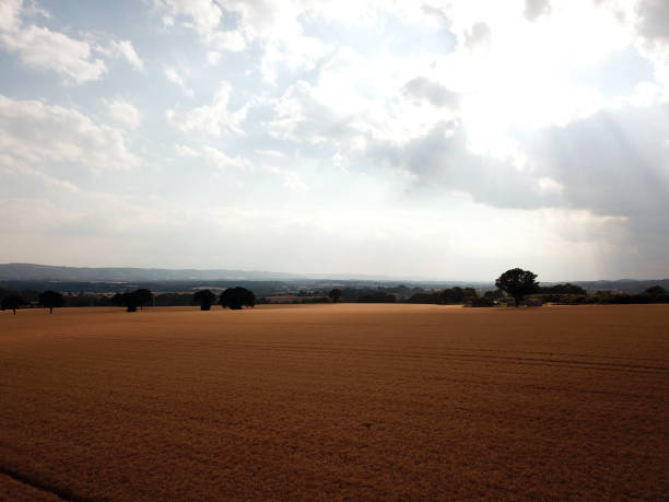 Tractor tracks in growing farm crops with sunbeam