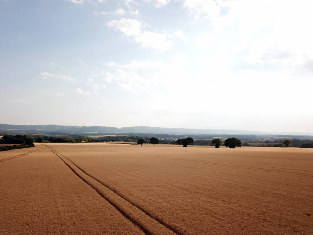 istock Tractor tracks in growing farm crops 1014348432