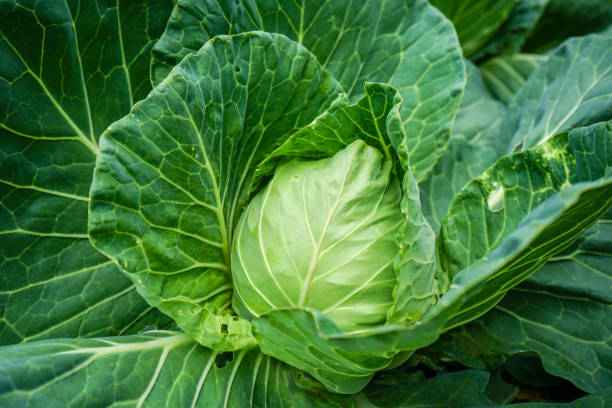 istock organic cabbage salad head, brassica olearaceae 1014348434