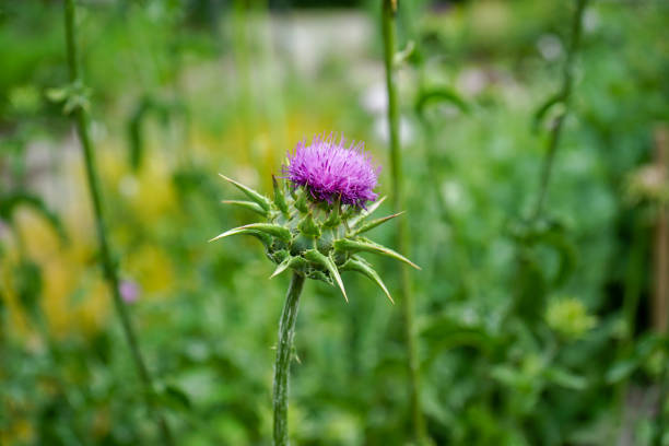 close up view of pink flower with green stem in garden